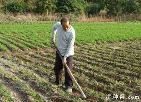 种植黄花菜为什么要中耕培土？